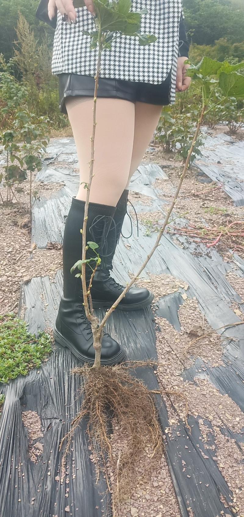 代叉树葡萄黑加仑苗两年结果苗