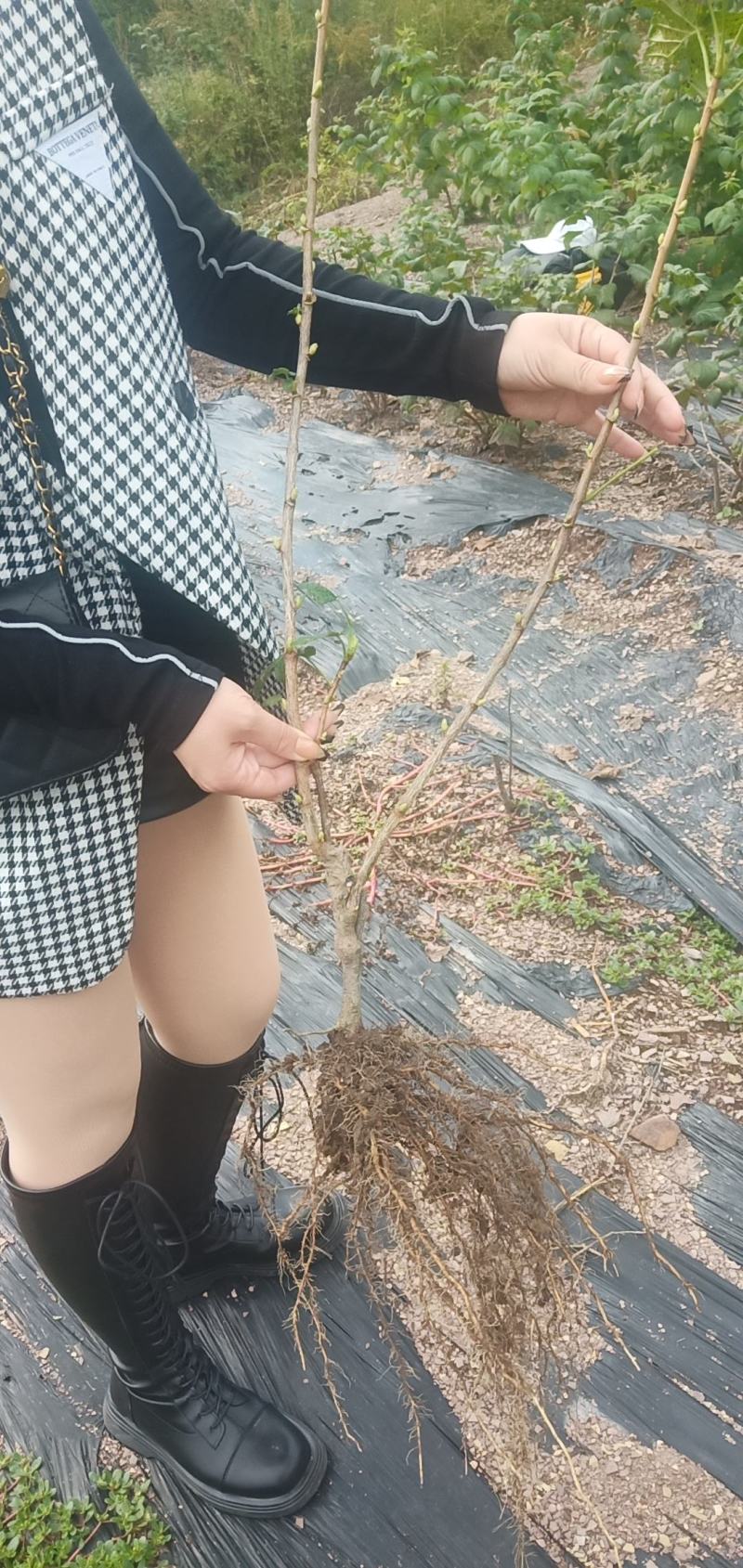 代叉树葡萄黑加仑苗两年结果苗