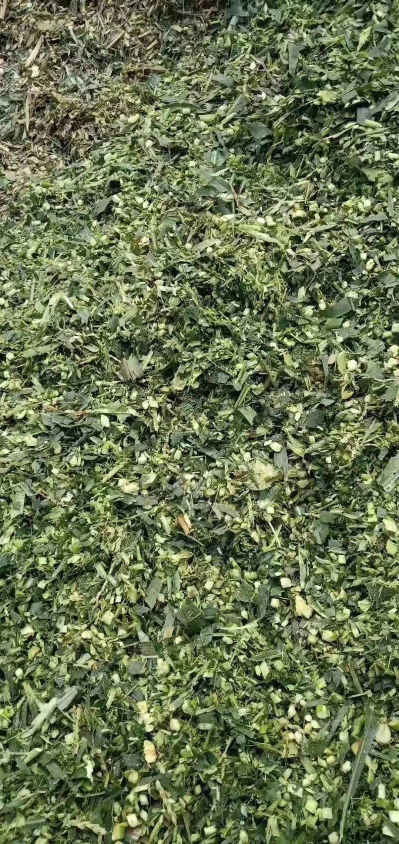 青储饲料牛羊饲料青储产地直销质量保