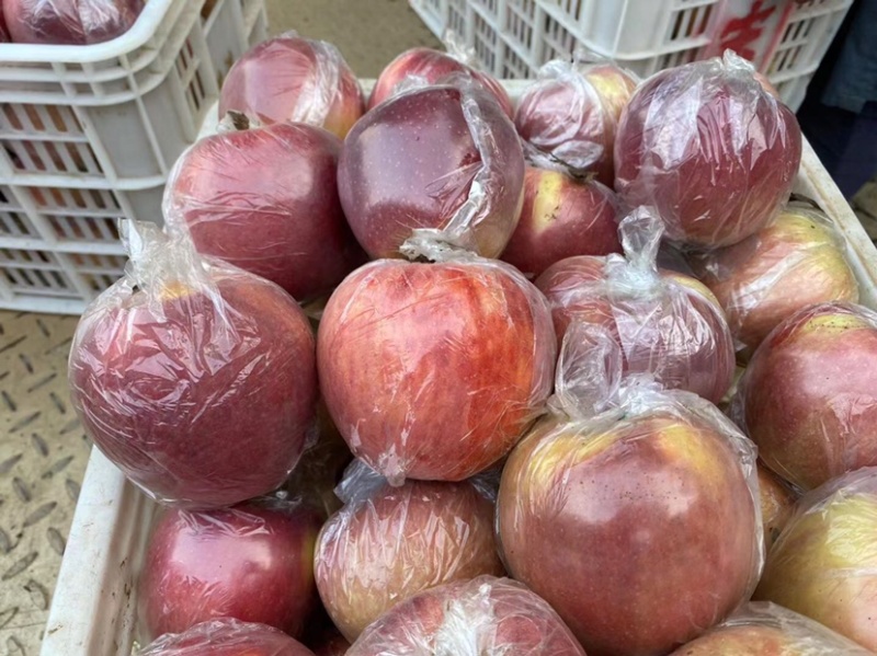 红星玫瑰红
