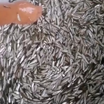 白条鱼