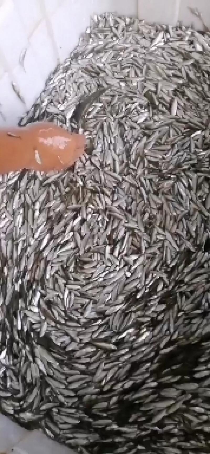 白条鱼