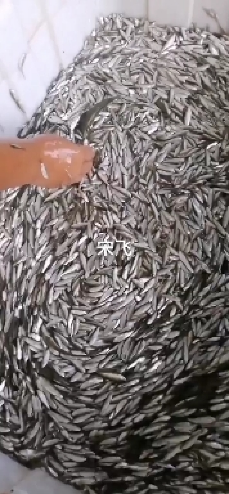 白条鱼