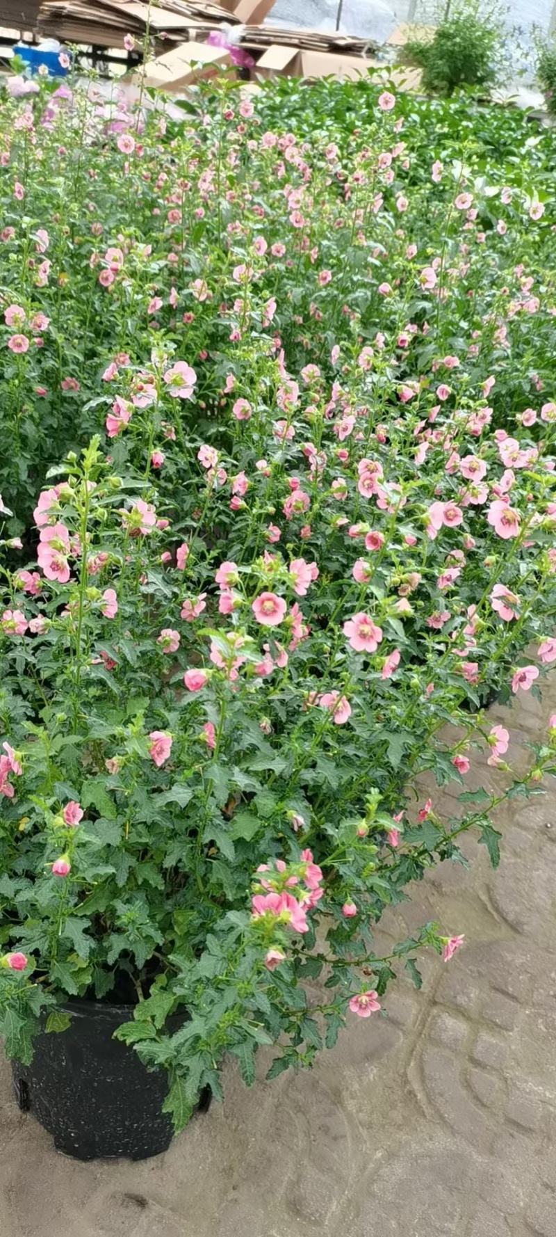 小木槿，自产自销，自家基地，规格齐全，保质保量