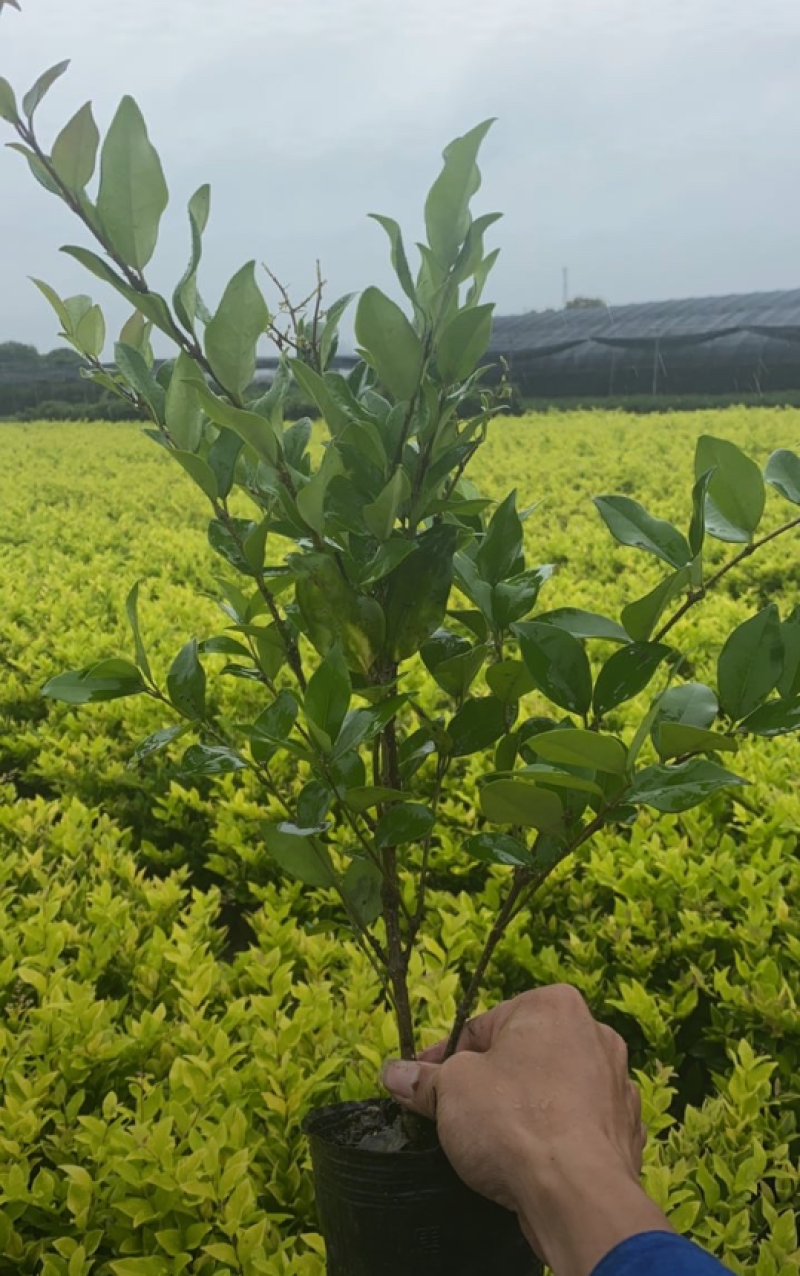 金森女贞30/40/50/60规格齐全成活率高价格优惠