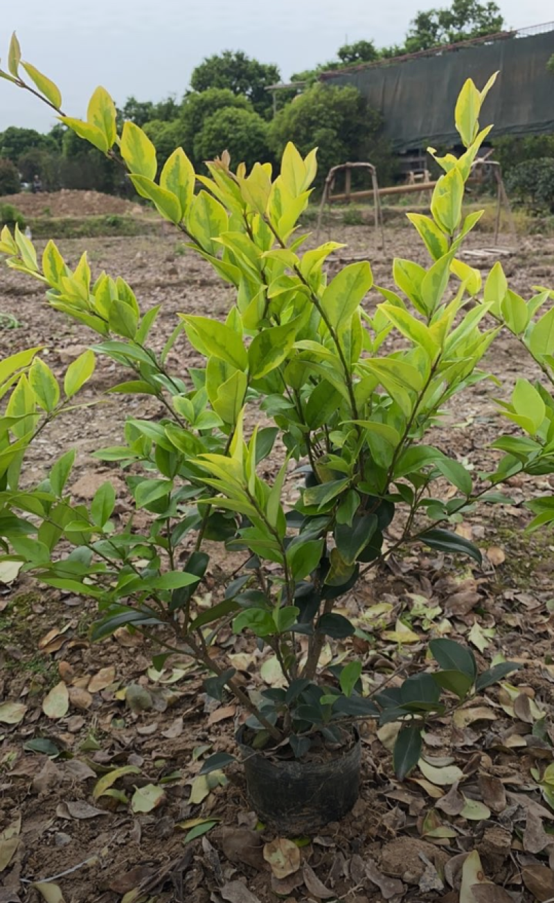 金森女贞30/40/50/60规格齐全成活率高价格优惠