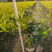 金森女贞30/40/50/60规格齐全成活率高价格优惠