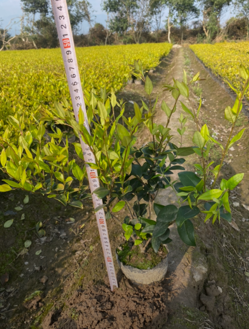 金森女贞30/40/50/60规格齐全成活率高价格优惠