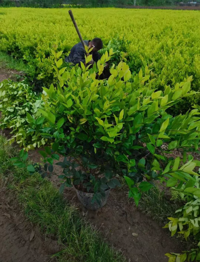 金森女贞30/40/50/60规格齐全成活率高价格优惠