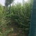 三角枫自家基地直销各规格齐全量大从优欢迎选购