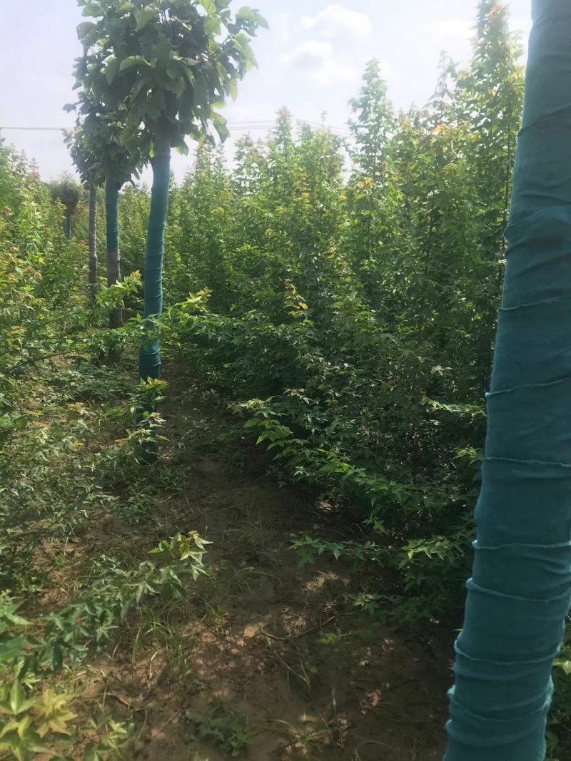 三角枫自家基地直销各规格齐全量大从优欢迎选购