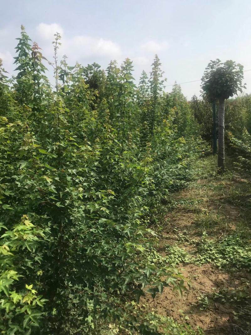三角枫自家基地直销各规格齐全量大从优欢迎选购