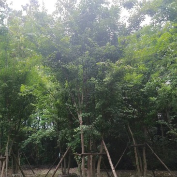 三角枫自家基地直销各规格齐全量大从优欢迎选购