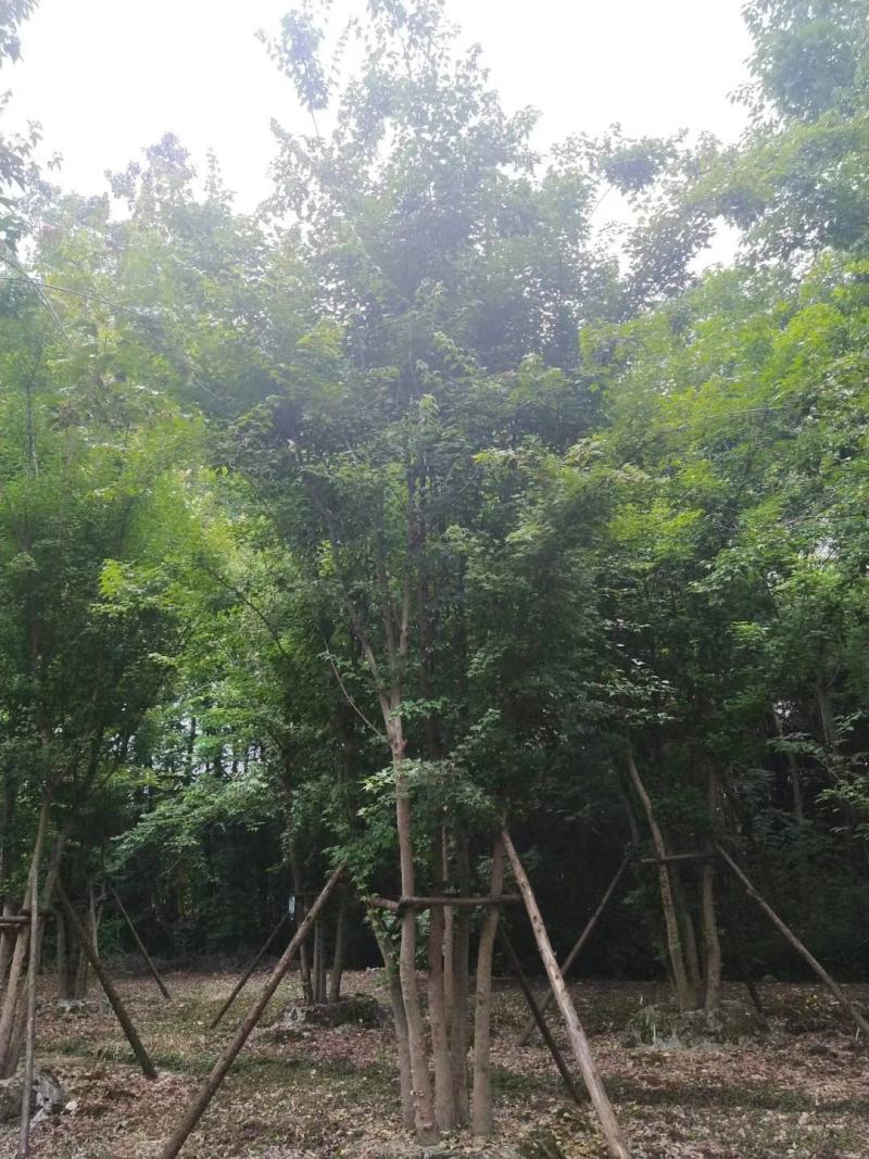 三角枫自家基地直销各规格齐全量大从优欢迎选购