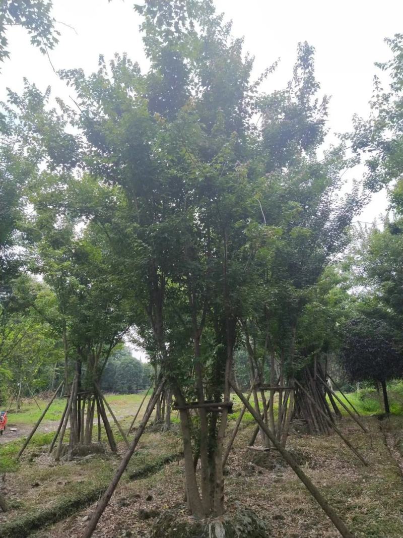 三角枫自家基地直销各规格齐全量大从优欢迎选购