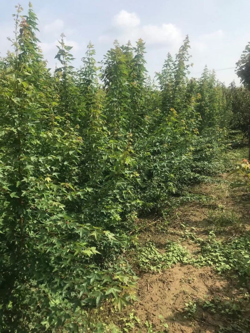 三角枫自家基地直销各规格齐全量大从优欢迎选购
