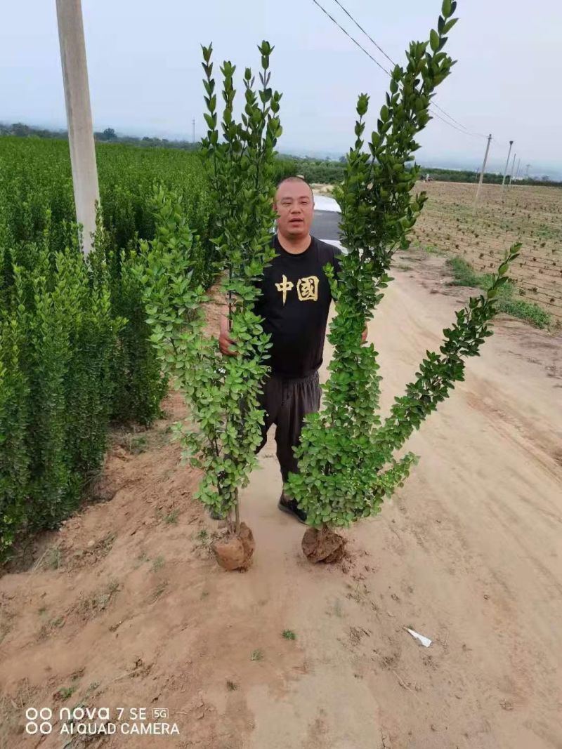 大叶黄杨球黄杨球