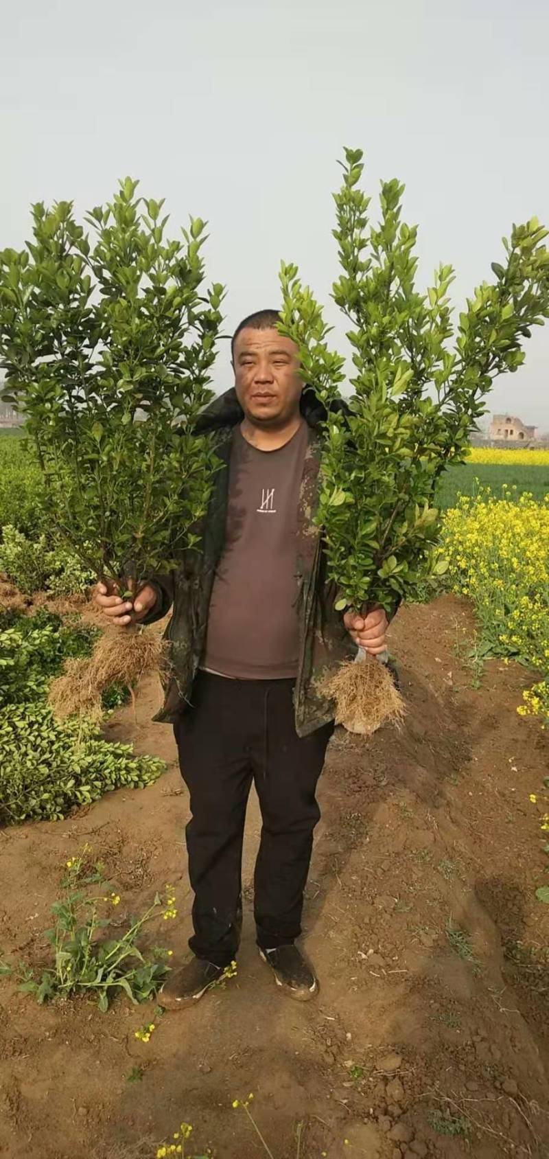 大叶黄杨球黄杨球