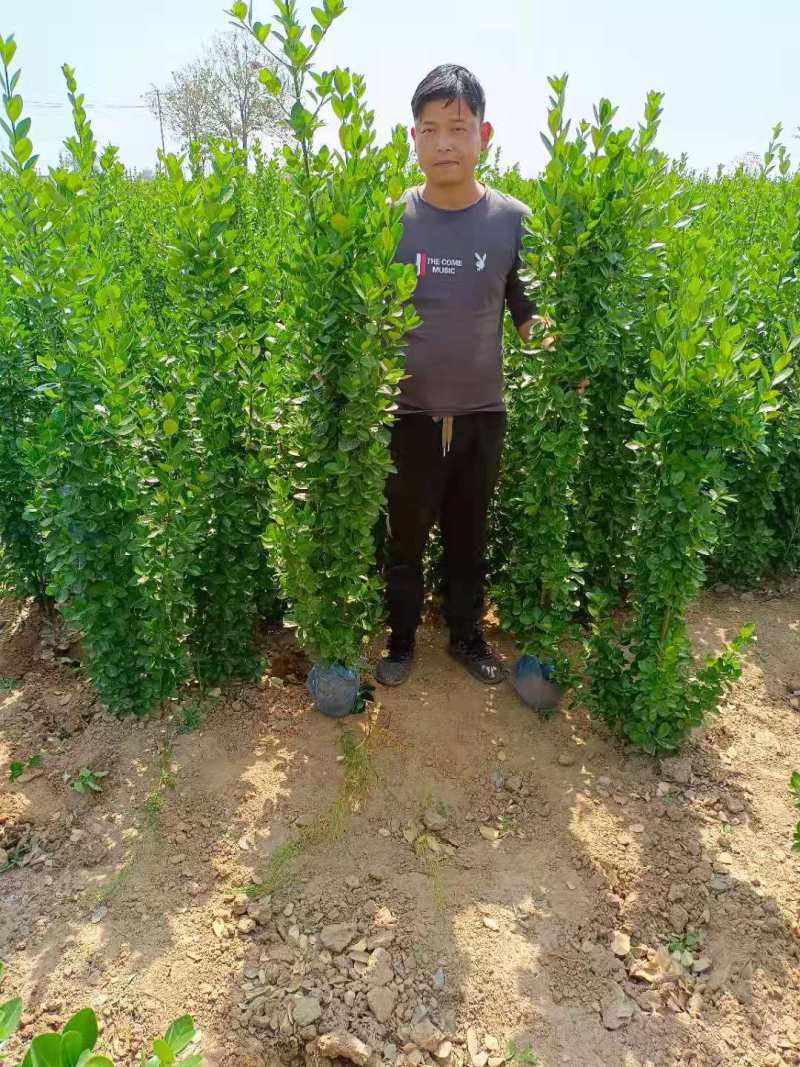 大叶黄杨球黄杨球