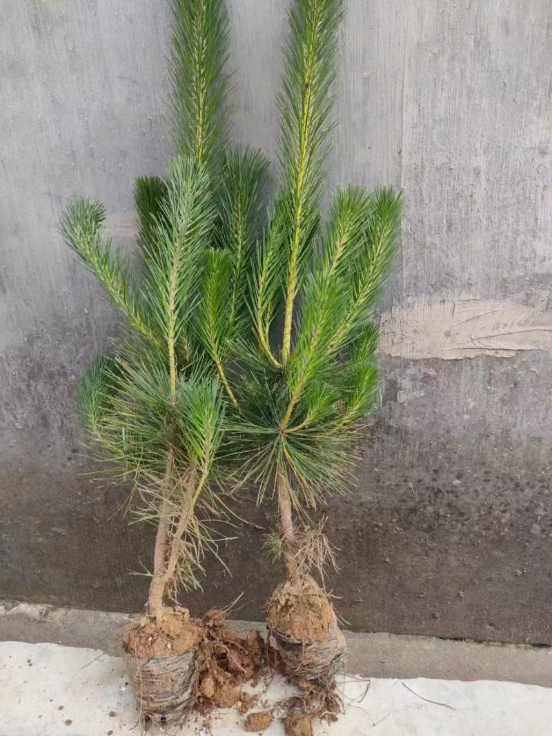 供应黑松苗各种规格黑松苗，营养杯黑松苗价格优惠销售