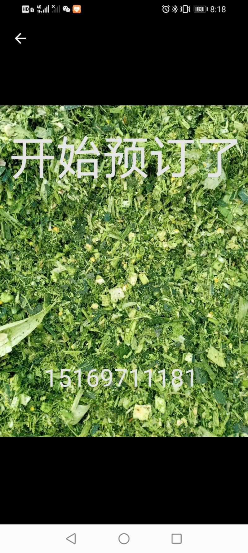青贮，玉米秸秆，牛羊饲料，货源充足，