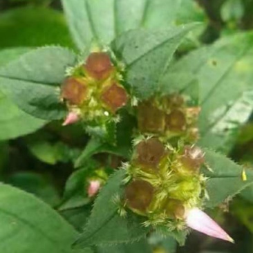 风柜斗草