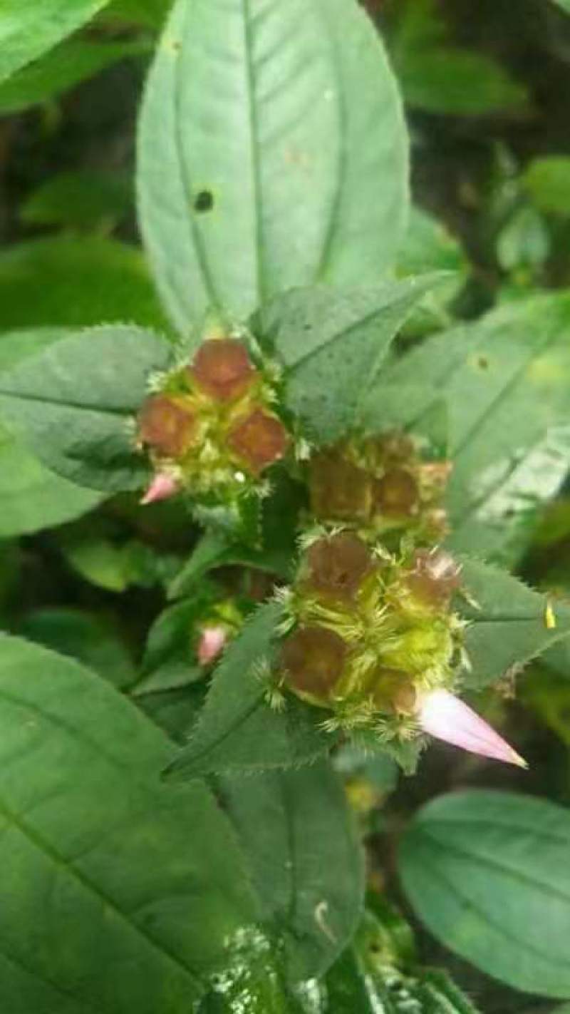 风柜斗草