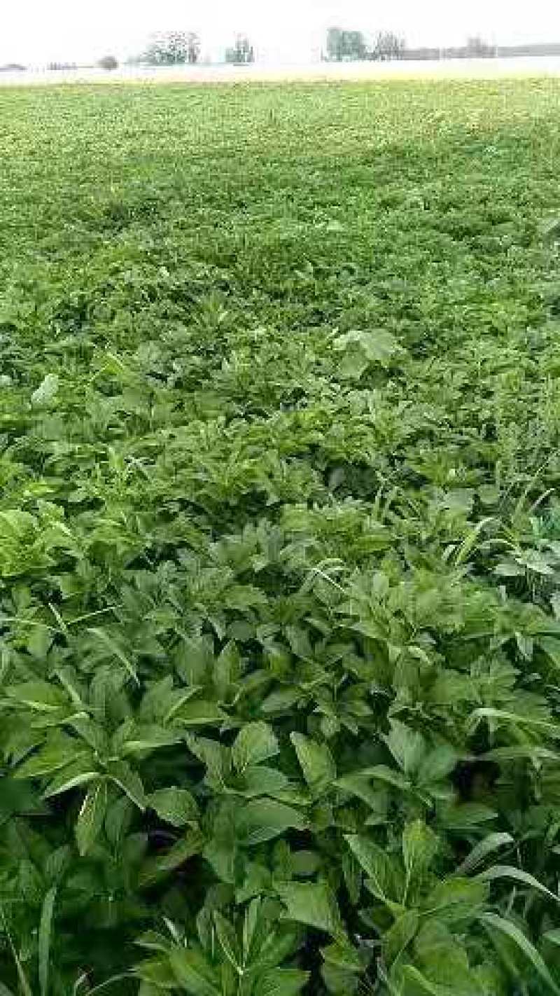 白芷籽，纯新二年生移栽白芷种子，质量纯正度百分之九十九以