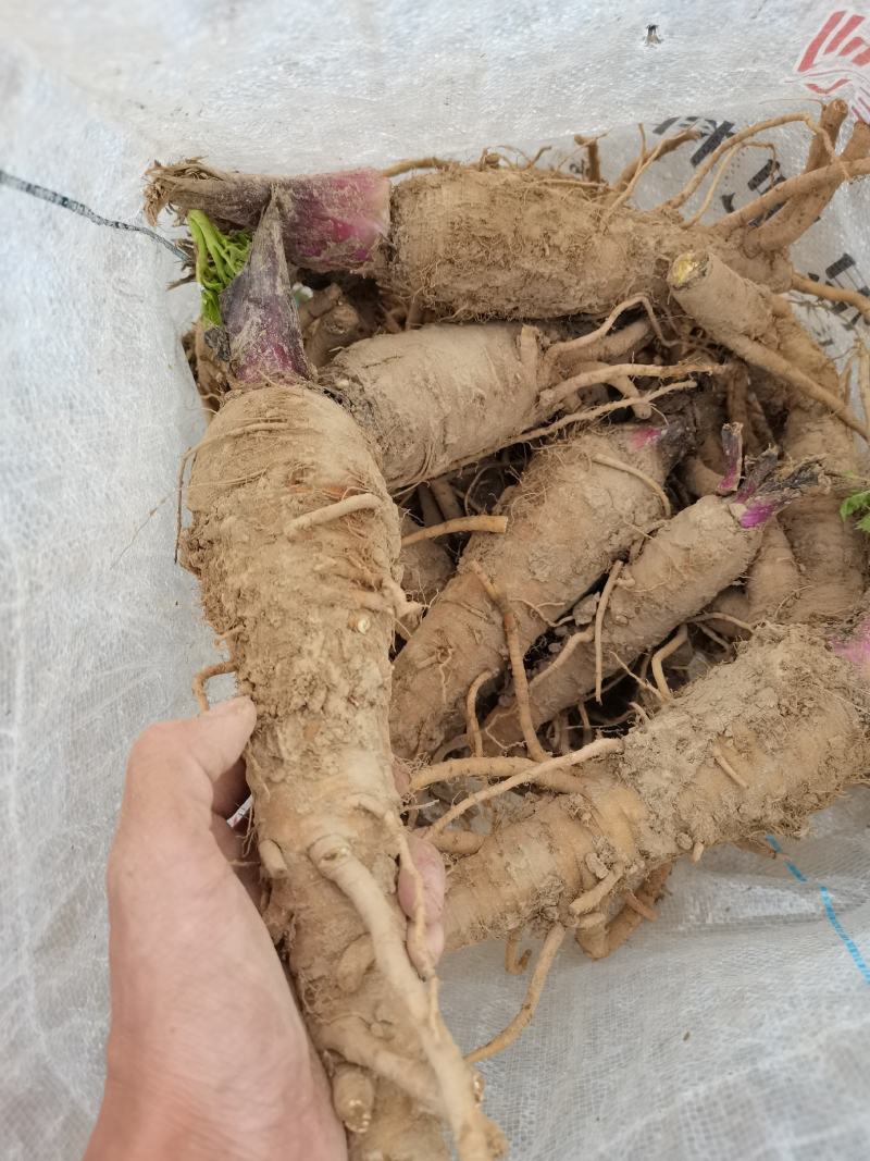 白芷籽，纯新二年生移栽白芷种子，质量纯正度百分之九十九以