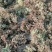 白芷籽，纯新二年生移栽白芷种子，质量纯正度百分之九十九以