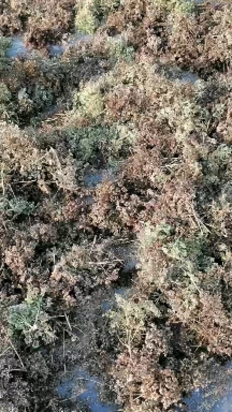白芷籽，纯新二年生移栽白芷种子，质量纯正度百分之九十九以