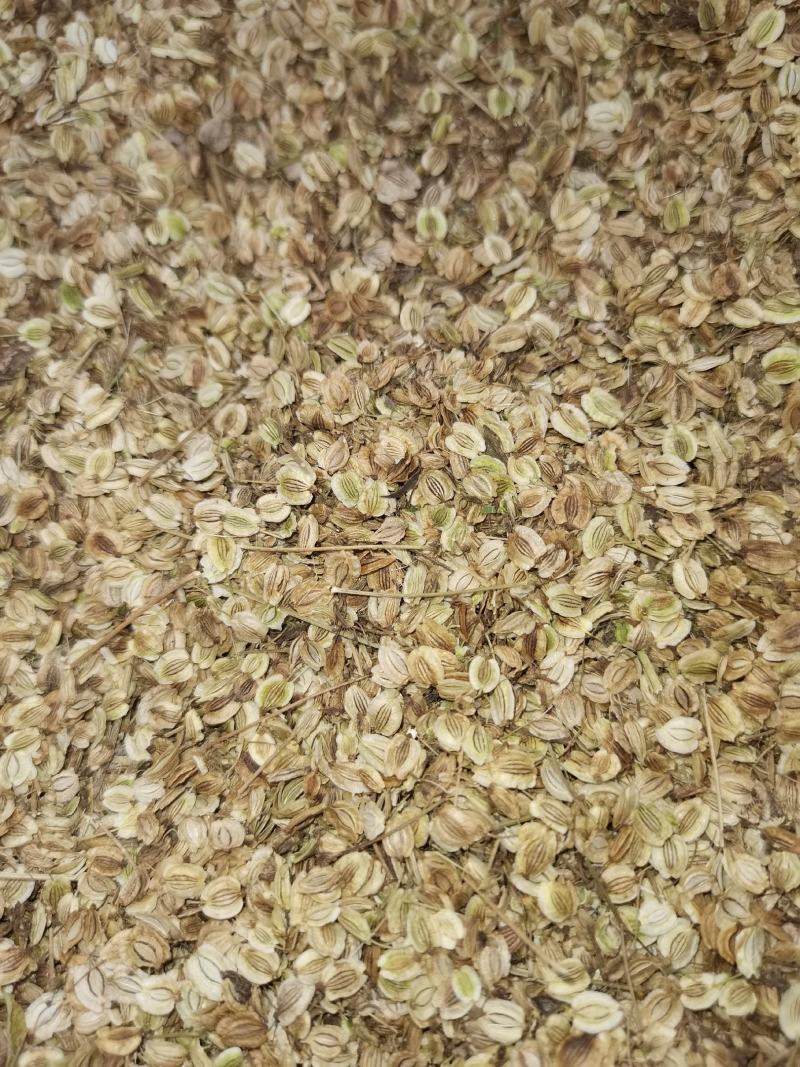 白芷籽，纯新二年生移栽白芷种子，质量纯正度百分之九十九以