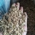 白芷籽，纯新二年生移栽白芷种子，质量纯正度百分之九十九以