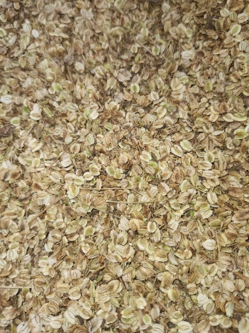 白芷籽，纯新二年生移栽白芷种子，质量纯正度百分之九十九以
