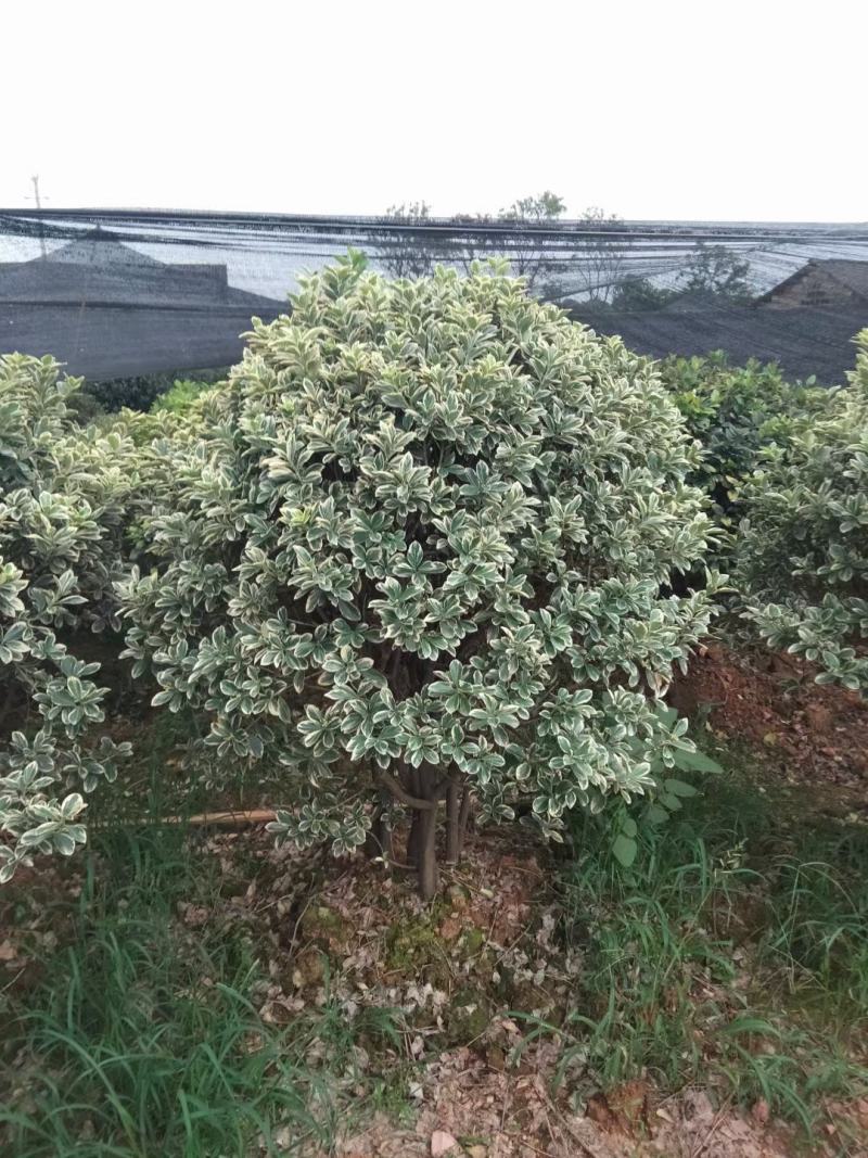 金边黄杨苗.金边黄杨球各规格齐全，量大从优，欢迎选购