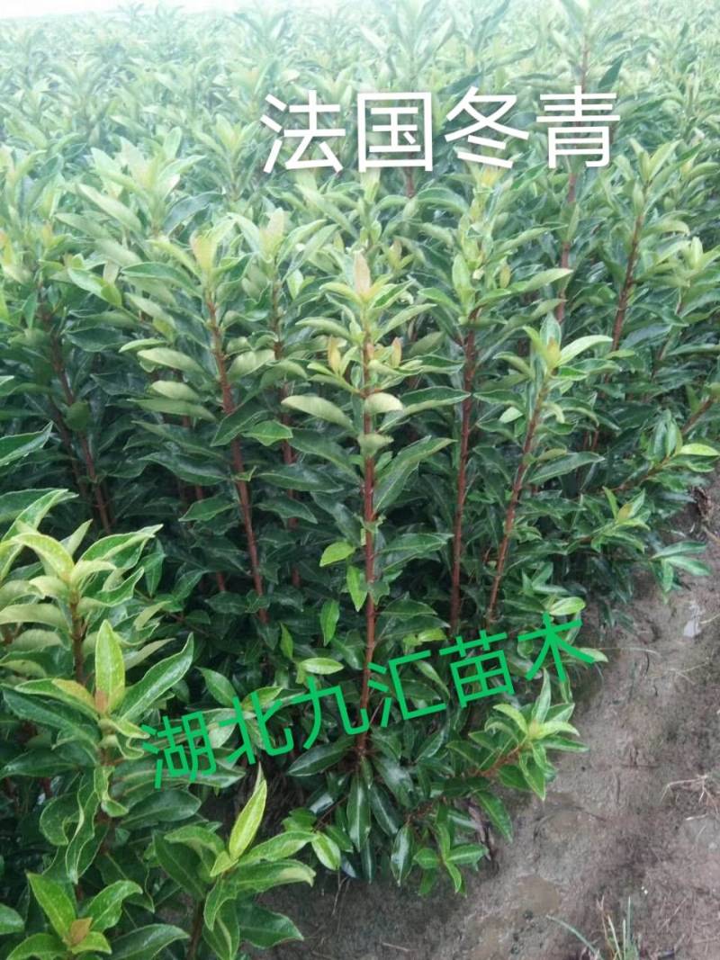 八角金盘大杯苗高30～50公分