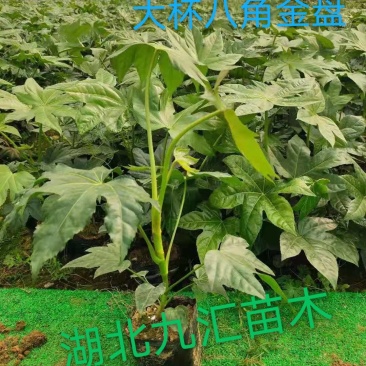八角金盘大杯苗高30～50公分