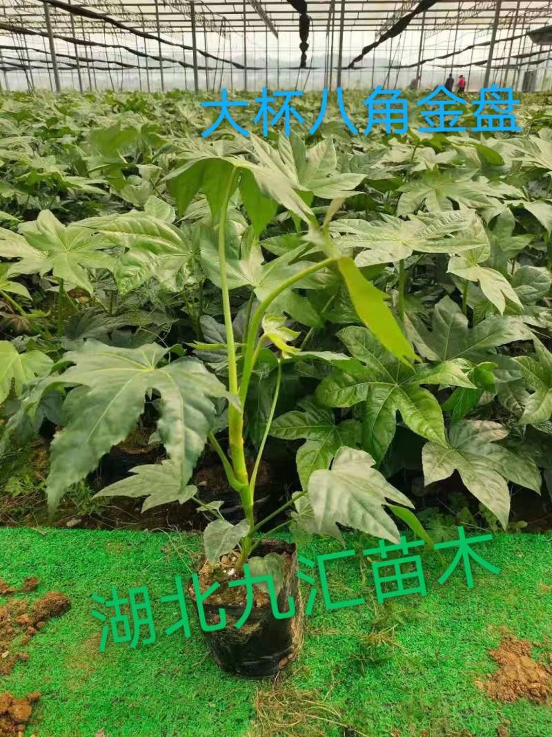 八角金盘大杯苗高30～50公分