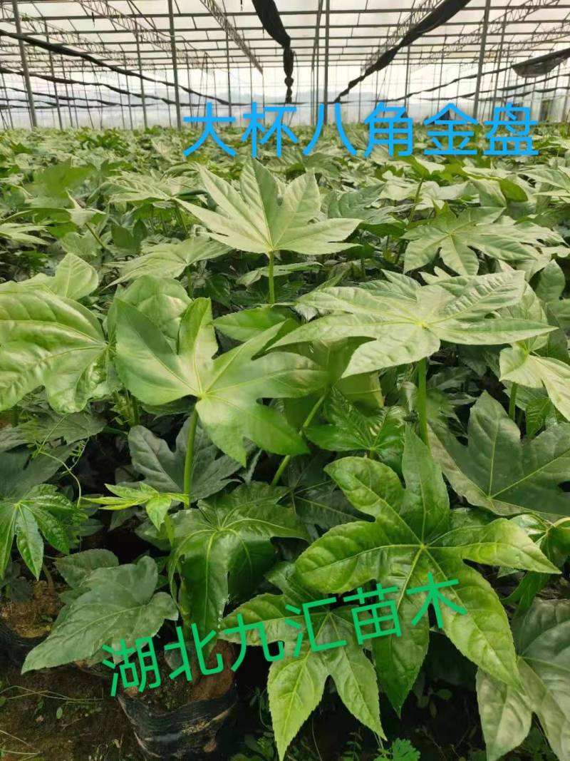 八角金盘大杯苗高30～50公分
