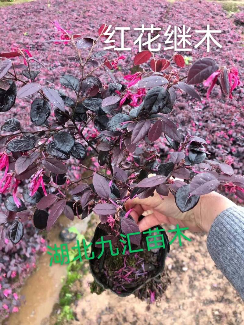 八角金盘大杯苗高30～50公分