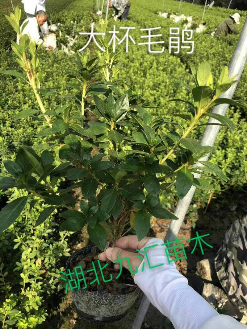 八角金盘大杯苗高30～50公分