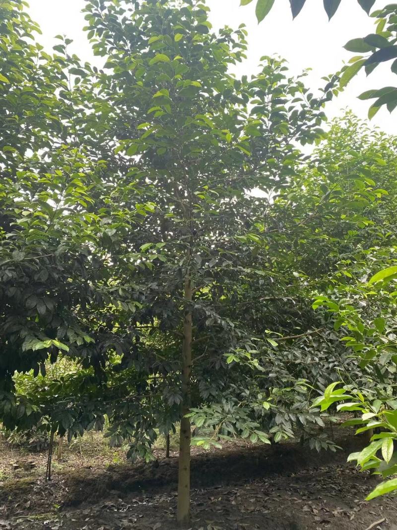 乐昌含笑自家基地直销各规格齐全量大从优欢迎选购
