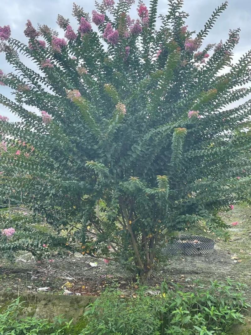 丛生紫薇自家基地直销各规格齐全量大从优欢迎选购