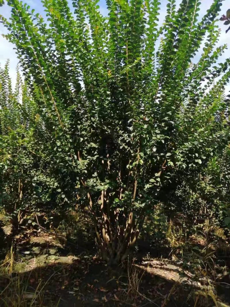 丛生紫薇自家基地直销各规格齐全量大从优欢迎选购