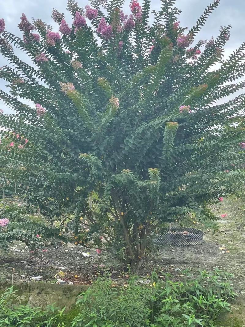 丛生紫薇自家基地直销各规格齐全量大从优欢迎选购