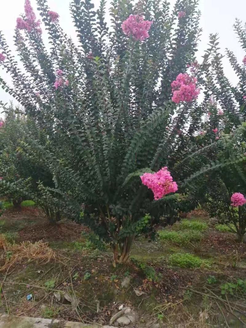 丛生紫薇自家基地直销各规格齐全量大从优欢迎选购