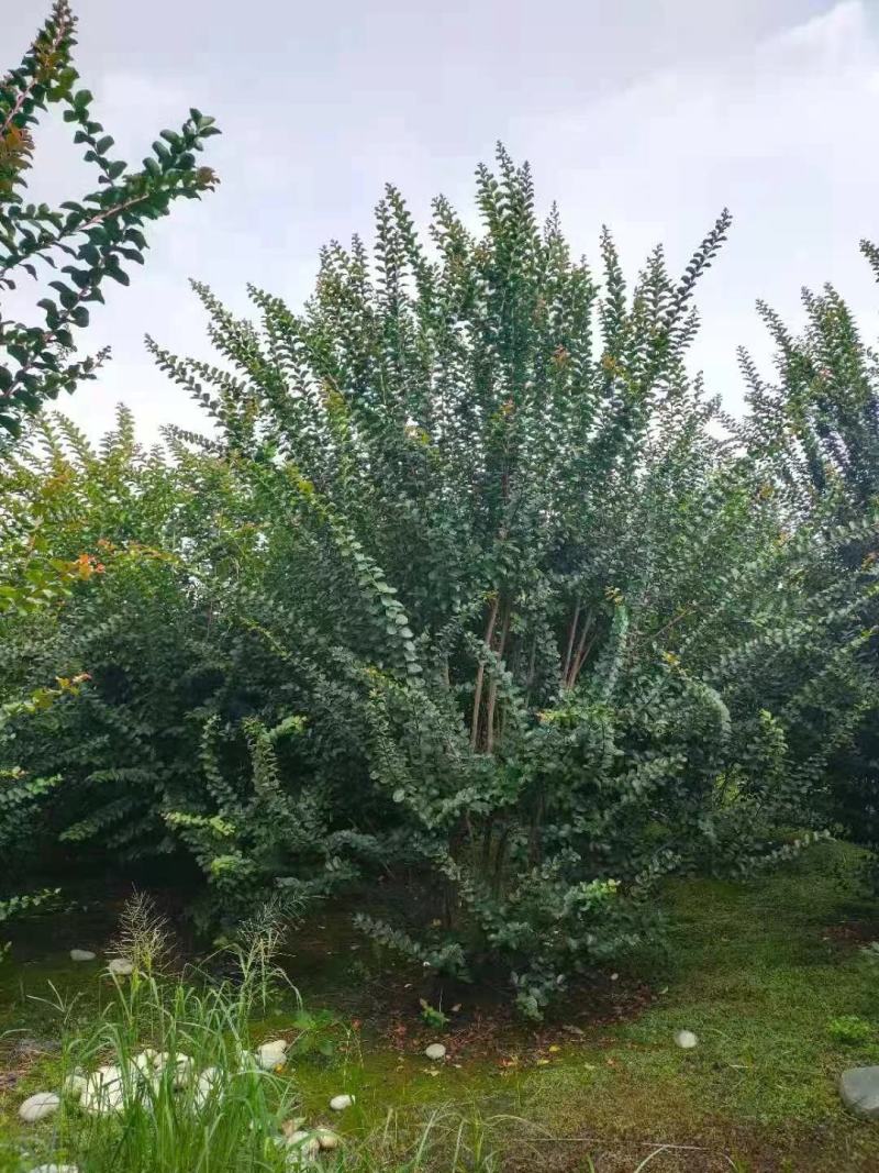 丛生紫薇自家基地直销各规格齐全量大从优欢迎选购