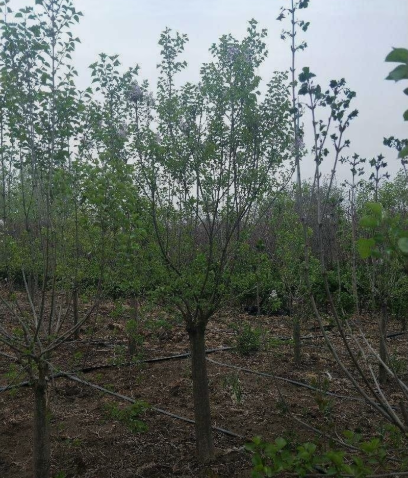 丁香3/4/5/6规格齐全成活率高价格优惠