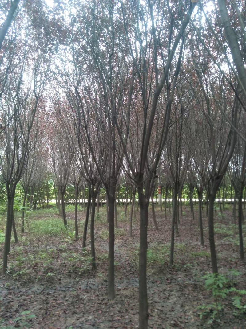 红叶李自家基地直销各规格齐全量大从优欢迎选购