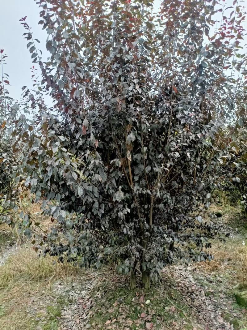 丛生红叶李自家基地直销各规格齐全量大从优欢迎选购